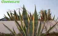 Agave (агава американська) - опис, фото, догляд, розведення