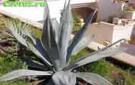 Agave (агава вебера) - опис, фото, догляд, розведення