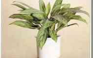 Аглаонема (строкатий мову) (aglaonema crispum "silver queen")