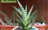 Aloe (алое строкате) - опис, фото, догляд, розведення