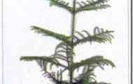 Араукарія разнолістая (araucaria heterophylla)