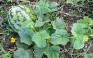 Кавун звичайний, або кавун шерстистий (citrullus lanatus (thunb.) mansf.)