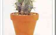 Астрофитум прикрашений (astrophytum ornatum)