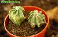 Astrophytum (на фото astrophytum senile v. Aureum) - опис, фото, догляд, розведення