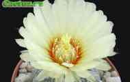 Astrophytum (зустрічаються форми астрофітуми зірчастого, абсолютно не мають крапками.) - опис,&hellip;