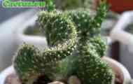 Austrocylindropuntia (аустроциліндропунція циліндрична) - опис, фото, догляд, розведення