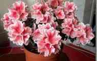 Азалія індійська (rhododendron indicum simsi)