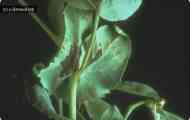 Бактеріальний опік гороху (pseudomonas syringae pv.pisi (sackett) young et al.)