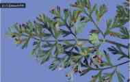 Бактеріальний опік моркви (xanthomonas campestris pv. Carotae (kendrick) dye)