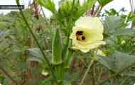Бамія, гібіскус їстівний (hibiscus esculentus)