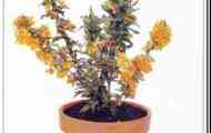 Барбарис гібридний (berberis x lologensis "apricot queen")
