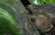 Ботрітіс / botrytis cinerea