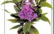 Брунфельзія малоквіткова чашоподібна (brunfelsia pauciflora var. Calycina)