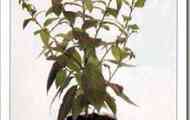 Цеструм витончений (cestrum elegans)