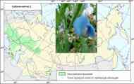 Чина посівна (lathyrus sativus l.)