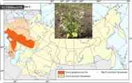 Чистець однорічний, забутий (stachys annua l.)