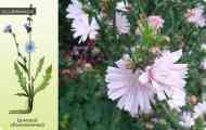 Цикорій звичайний або кореневої (cichorium intybus l.)