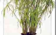 Циперус обгорнутий (cyperus involucratus)