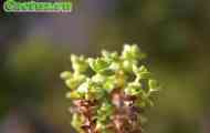 Crassula (толстянка наскальний) - опис, фото, догляд, розведення