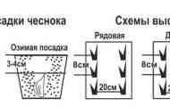 Домашній часник. Як виростити великий часник.
