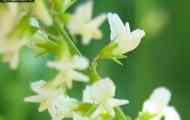 Буркун білий (melilotus albus medic.)