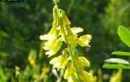 Буркун жовтий, буркун жовтий (melilotus officinalis (l.) pall.)