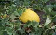 Диня їдальня (cucumis melo l.)