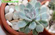 Echeveria (ехеверія витончена) - опис, фото, догляд, розведення