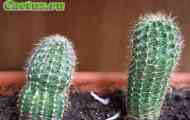 Echinopsis (ехінопсіс гібридний) - опис, фото, догляд, розведення