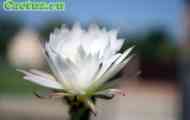 Echinopsis (ехінопсіс ейріеза) - опис, фото, догляд, розведення