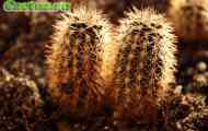 Echinopsis (ехінопсіс мірабіліс) - опис, фото, догляд, розведення