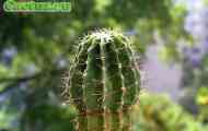 Echinopsis (ехінопсіс мультиплекс) - опис, фото, догляд, розведення