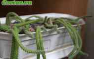 Echinopsis (ехінопсіс стелеться) - опис, фото, догляд, розведення