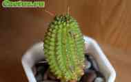 Euphorbia (молочай ребристий) - опис, фото, догляд, розведення