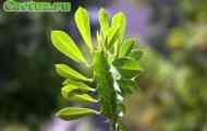 Euphorbia (молочай трикутний) - опис, фото, догляд, розведення