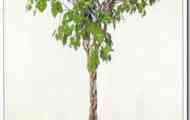 Фікус бенджаміна (ficus benjamina)