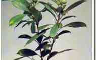 Фікус чашепрілістніковий (ficus cyathistipula)
