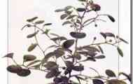 Фікус дельтовидні (омела) (ficus deltoidea)