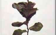 Фікус ліровидний (ficus lyrata)