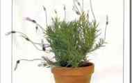 Французька лаванда (lavandula stoechas)