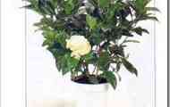 Гарденія жасминовидная (gardenia jasminoides)
