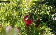 Гранат (punica granatum l.)