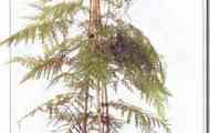 Гревиллея потужна (grevillea robusta)