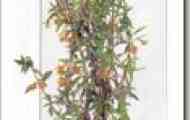 Губастик помаранчевий (mimulus auranticus)