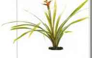 Гузмания гібридна (guzmania hybrid)