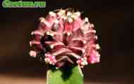 Gymnocalycium (гімнокаліціум міхановича) - опис, фото, догляд, розведення