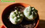 Gymnocalycium (гимнокалициума мости) - опис, фото, догляд, розведення