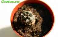 Gymnocalycium (на фото gymnocalycium gibbosum v. Nigrum) - опис, фото, догляд, розведення