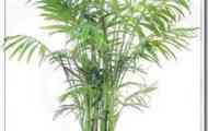 Хамедорея витончена (chamaedorea elegans)