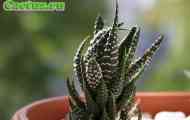 Haworthia (хавортія рейнвардта) - опис, фото, догляд, розведення